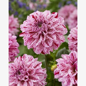 Георгина Гоу Гоу Спеклед