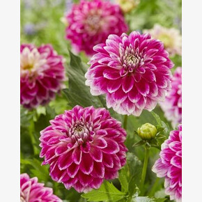 Георгина Гоу Гоу Ту-Тоун