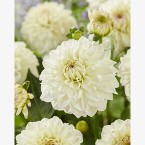 ГЕОРГИНА ГОУ ГОУ УАЙТ