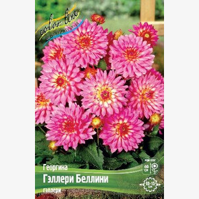 ГЕОРГИНА ГЭЛЛЕРИ БЕЛЛИНИ