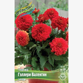 Георгина Гэллери Валентин