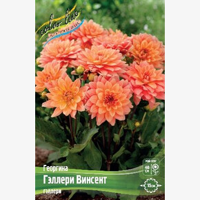ГЕОРГИНА ГЭЛЛЕРИ ВИНСЕНТ