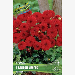 ГЕОРГИНА ГЭЛЛЕРИ ЗИНГЕР