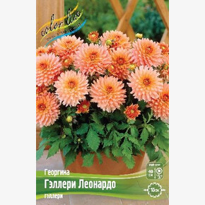 Георгина Гэллери Леонардо