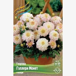 Георгина Гэллери Монет