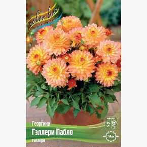 ГЕОРГИНА ГЭЛЛЕРИ ПАБЛО