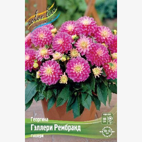 Георгина Гэллери Рембранд