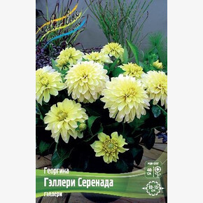 ГЕОРГИНА ГЭЛЛЕРИ СЕРЕНАДА