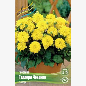 ГЕОРГИНА ГЭЛЛЕРИ ЧЕЗАННЕ