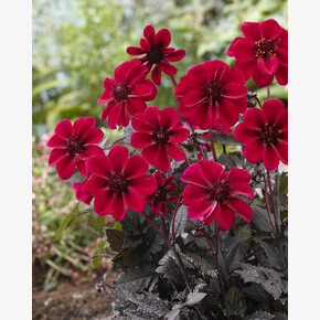 ГЕОРГИНА ДАРК АНГЕЛ - ДРАКУЛА