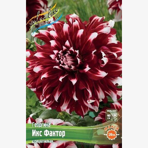 Георгина Икс Фактор