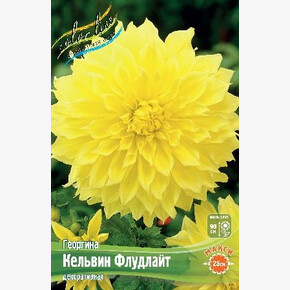 Георгина Кельвин Флудлайт