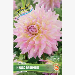 Георгина Киддс Клаймакс