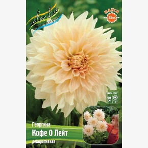 ГЕОРГИНА КОФЕ О ЛЕЙТ