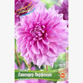 Георгина Лавендер Перфекшн