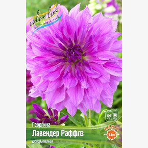 Георгина Лавендер Раффлз