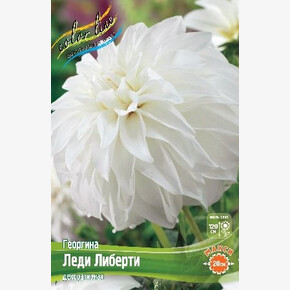 Георгина Леди Либерти