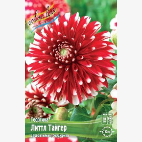 Георгина Литтл Тайгер