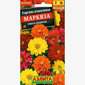 Георгина Маркиза,смесь/Аэлита/цп