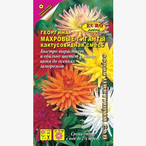 Георгина Махровые Гиганты/ Аэлита