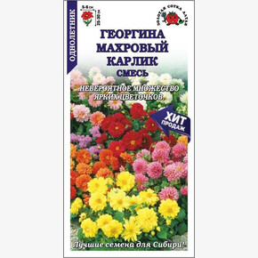 Георгина Махровый Карлик/ Сотка