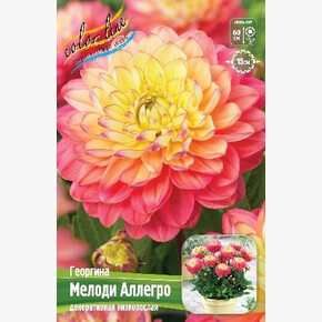 ГЕОРГИНА МЕЛОДИ АЛЛЕГРО