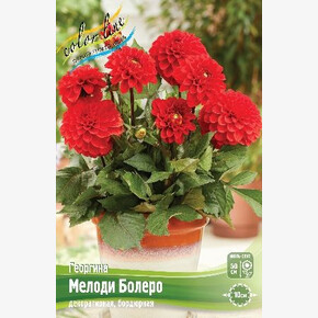 ГЕОРГИНА МЕЛОДИ БОЛЕРО