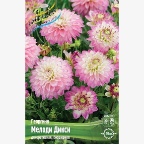 Георгина Мелоди Дикси