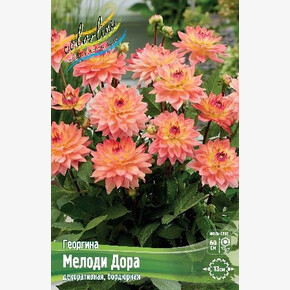 ГЕОРГИНА МЕЛОДИ ДОРА