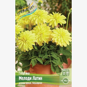 Георгина Мелоди Латин