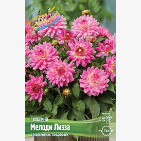 ГЕОРГИНА МЕЛОДИ ЛИЗЗА