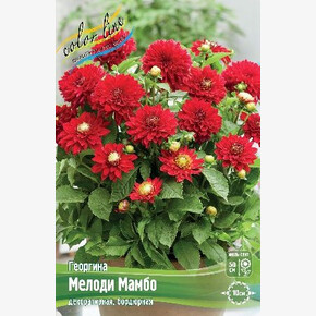 ГЕОРГИНА МЕЛОДИ МАМБО