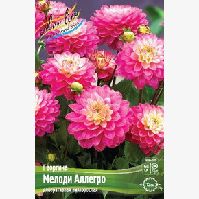 Георгина Мелоди Пинк Аллегро