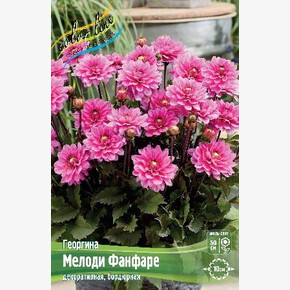 ГЕОРГИНА МЕЛОДИ ФАНФАРЕ