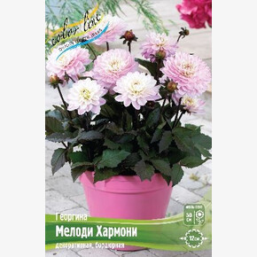 Георгина Мелоди Хармони