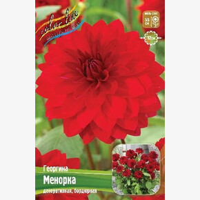 Георгина Менорка