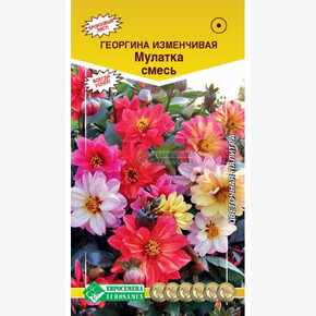 Георгина МУЛАТКА,смесь (20 шт)/ Евросемена