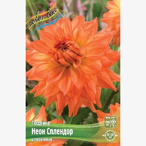 Георгина Неон Сплендор