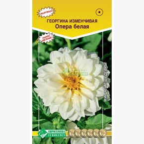 Георгина ОПЕРА белая (10 шт)/ Евросемена