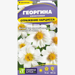 Георгина Отражение Нарцисса/ Семена Алтая 0,2 гр.