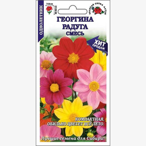 Георгина Радуга /Сотка