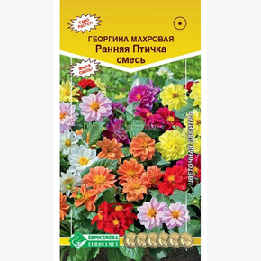 Георгина РАННЯЯ ПТИЧКА (0,2 гр)/ Евросемена
