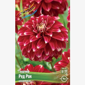 Георгина Ред Рок