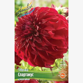 Георгина Спартакус