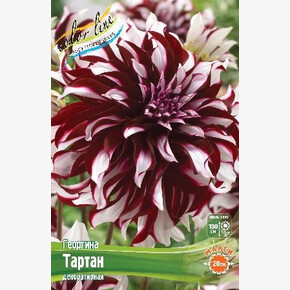 Георгина Тартан