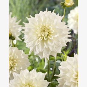 Георгина Титан Альбино