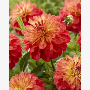 Георгина Титан Спектра