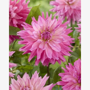 Георгина Титан Фламинго