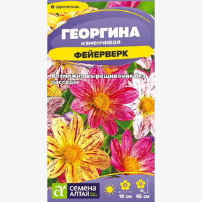 Георгина Фейерверк/ Семена Алтая