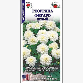 Георгина Фигаро Белый /Сотка/ 7 шт